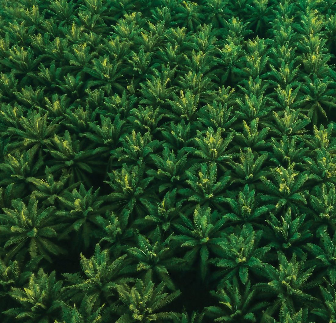 Revegetated ground under progressive rehabilitation